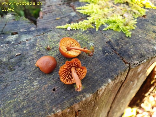 Gymnopilus bellulus - 