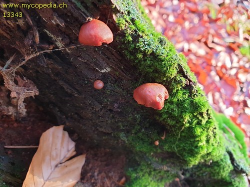 Gymnopilus bellulus - 