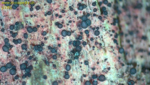Patinellaria sanguinea - 