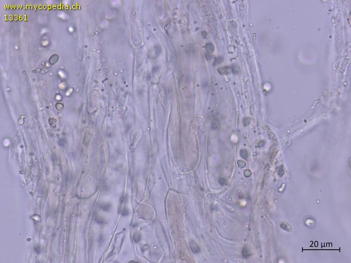 Mycena maculata - HDS - 