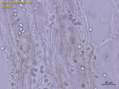 Mycena pseudoinclinata - HDS - 