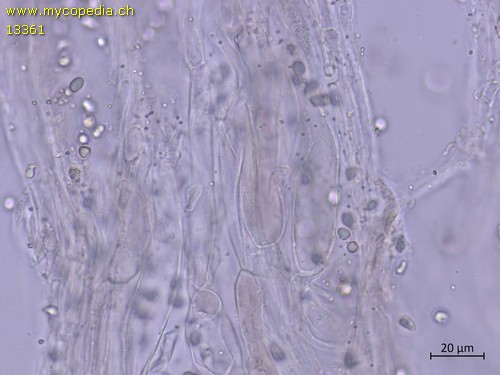 Mycena pseudoinclinata - HDS - 