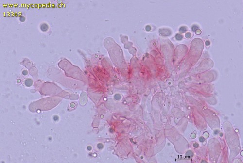 Mycena pseudoinclinata - Cheilozystiden - 