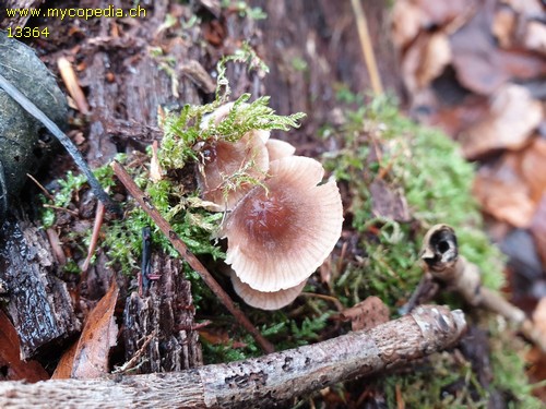 Mycena pseudoinclinata - 