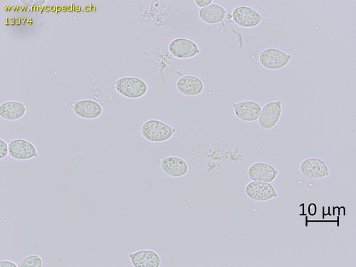 Mycena pseudoinclinata - Spore/n - Wasser  - 