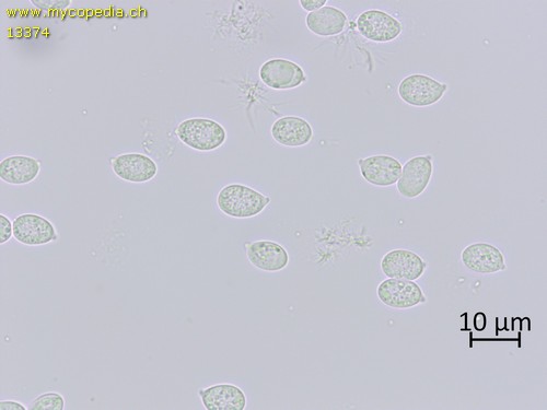 Mycena pseudoinclinata - Sporen - Wasser  - 