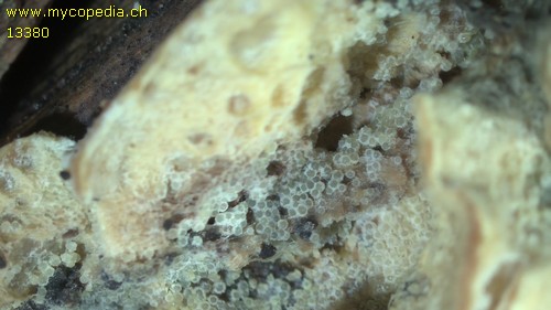 Trichoderma gelatinosum - 