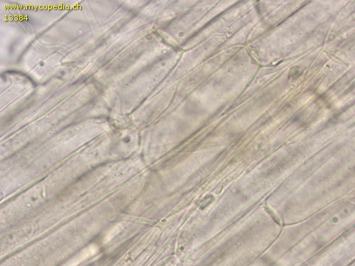 Mycena maculata - Stielhyphen - 