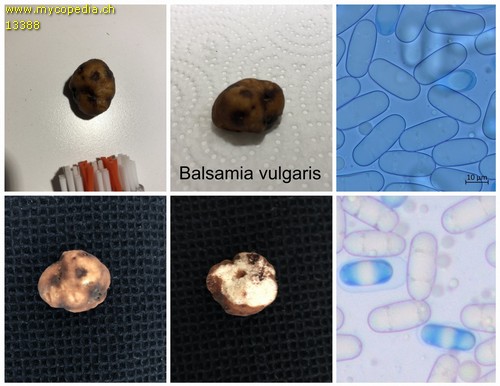 Balsamia vulgaris - 