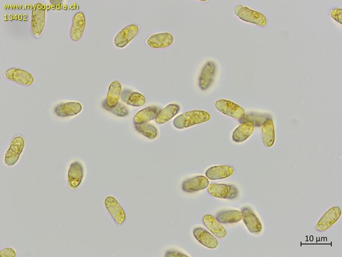 Peniophora spp - Sporen - Melzers  - 