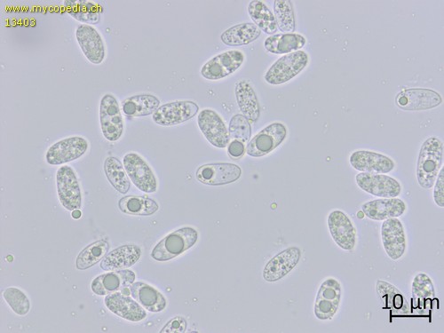 Hyphoderma 10888 - Sporen - Wasser  - 