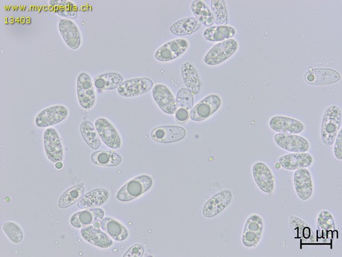 Hyphoderma 10888 - Sporen - Wasser  - 