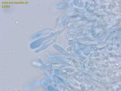Peniophora spp - Basidien - 