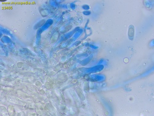 Peniophora spp - Dendrohyphiden - 