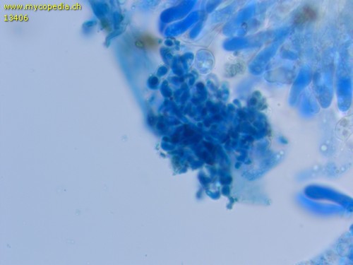 Peniophora spp - Dendrohyphiden - 