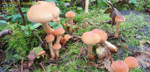 Hypholoma capnoides - 