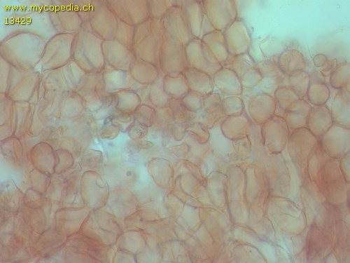 Ascocoryne cylichnium - Meduala - 