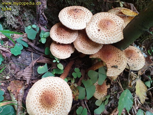 Pholiota squarrosa - 