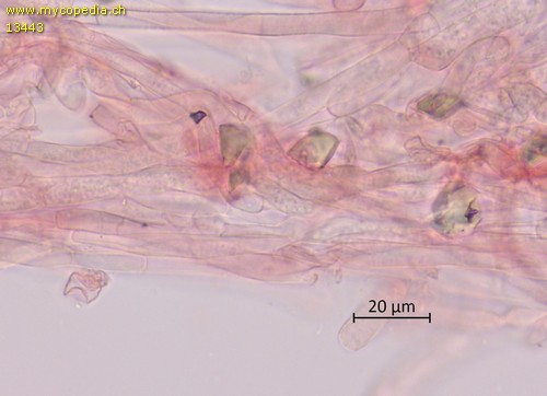 Arrhenia retiruga - HDS - 