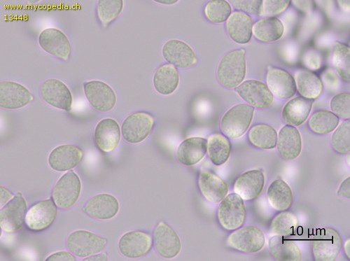 Arrhenia retiruga - Sporen - Wasser  - 