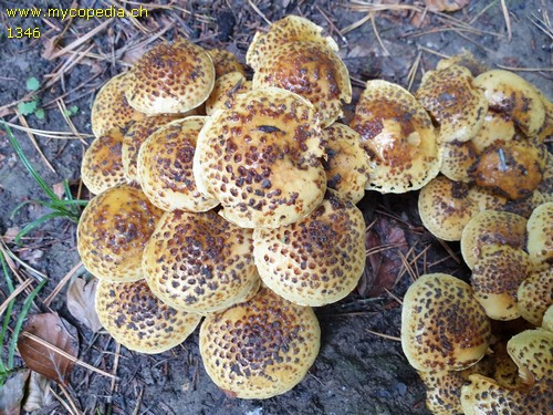 Pholiota jahnii - 