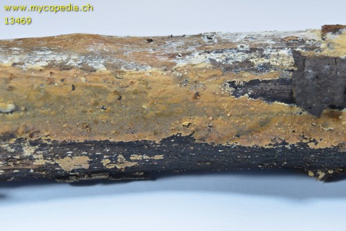 Peniophora versicolor - 