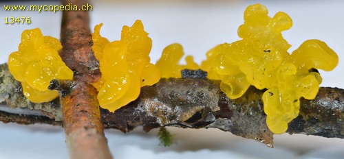 Tremella mesenterica - 