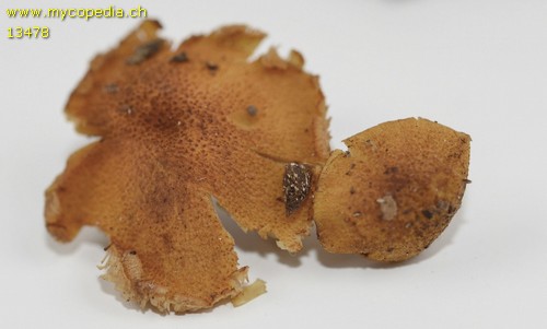 Gymnopilus fulvosquamulosus - 