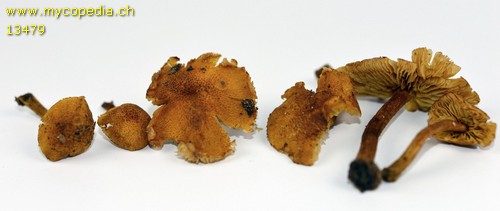 Gymnopilus fulvosquamulosus - 