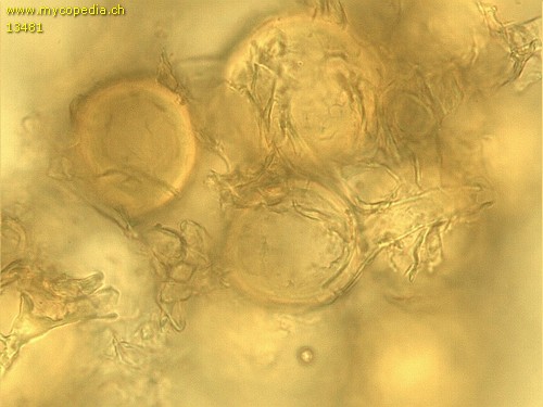 Glomus microcarpum - 