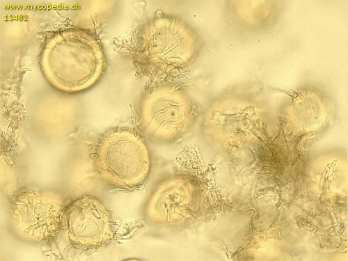 Glomus micocarpum - 