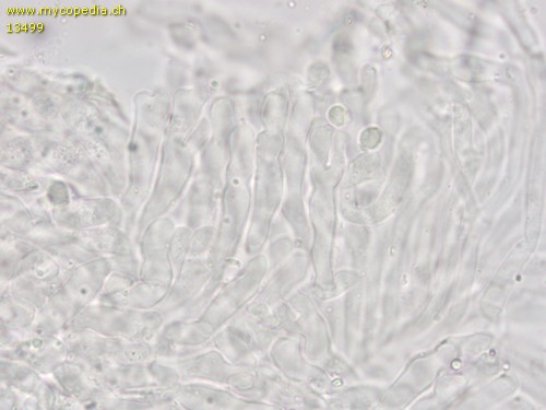 Crinipellis scabella - Cheilozystiden - Wasser  - 