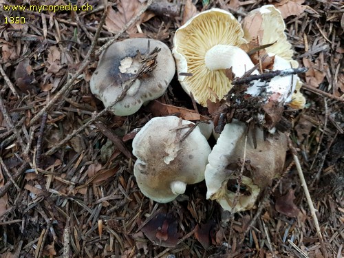 Tricholoma saponaceum - 