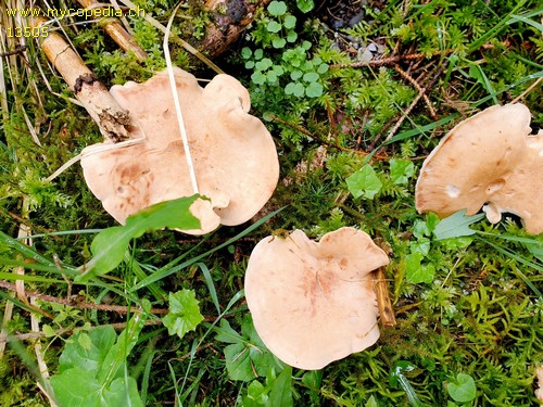 Lepista panaeola - 