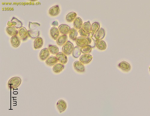 Lepista panaeola - Sporen - Melzers  - 