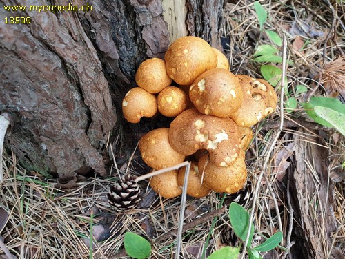 Gymnopilus junonius - 