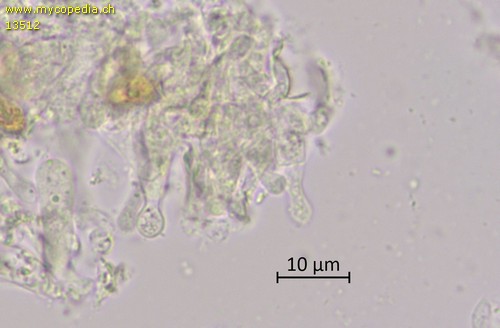Gymnopilus junonius - Cheilozystiden - Wasser  - 