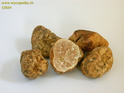 Tuber magnatum - 