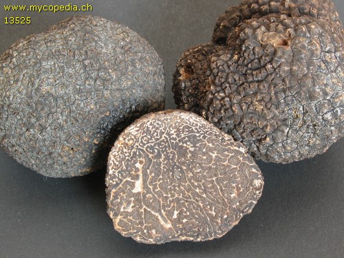 Tuber melanosporum - 