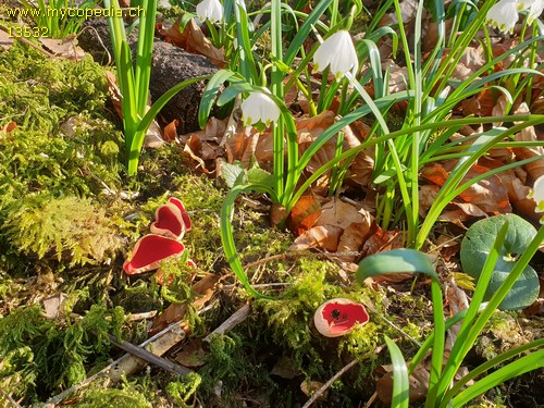 Leucojum vernum - 