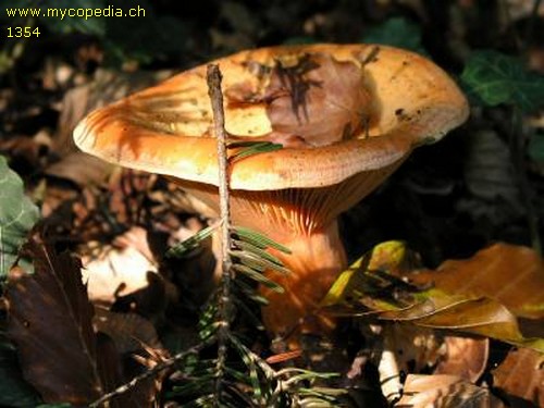 Lactarius deterrimus - 