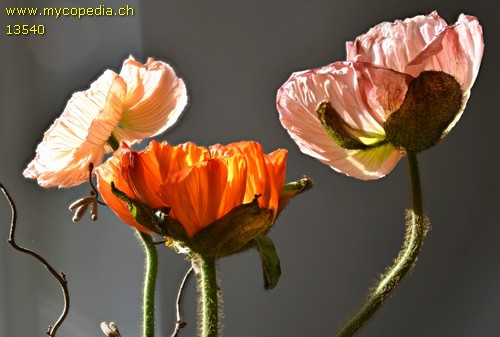 Papaver - 