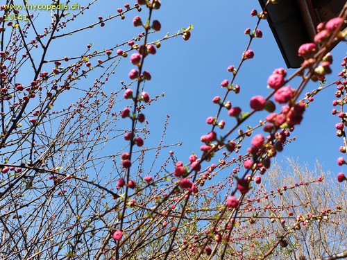 Prunus triloba - 