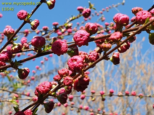 Prunus triloba - 