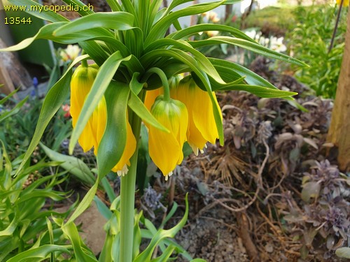 Fritillaria imperialis - 