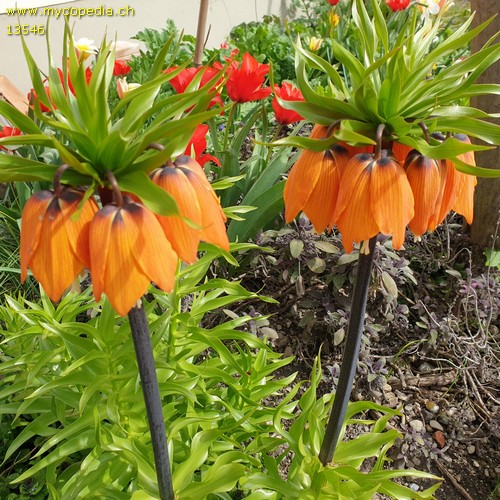 Fritillaria imperialis - 