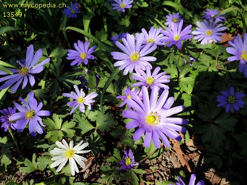 Anemone blanda - 