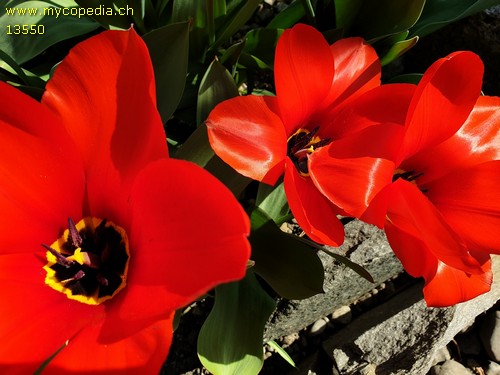 Tulipa - 