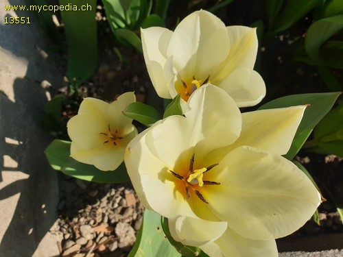 Tulipa - 