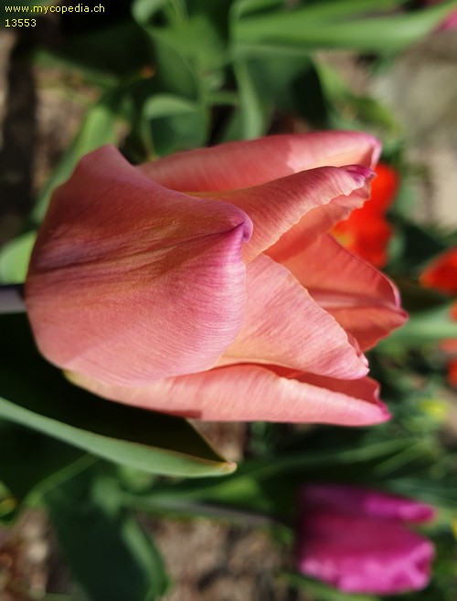 Tulipa - 